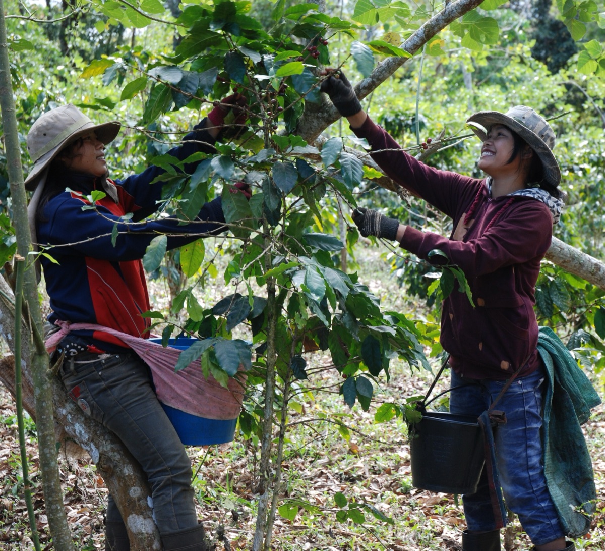 Two women in wide-brimmed hats pick coffee cherries by hand from a branch, each with a bucket at the waist, among coffee trees.