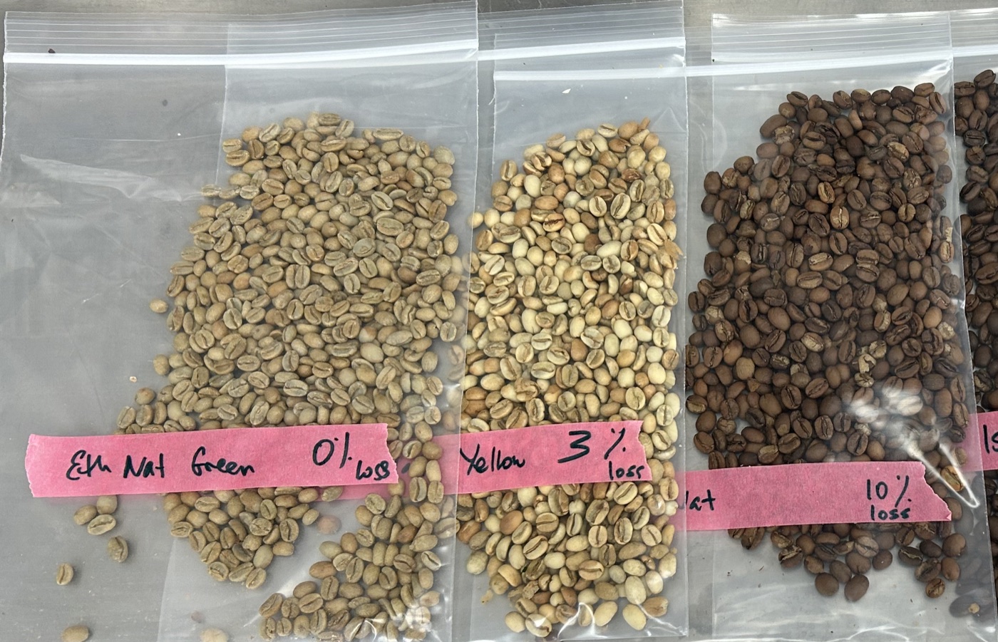 Three clear bags of coffee beans, green, yellow and brown, each with a pink tape label in handwriting: 0% loss, 3% loss and 10% loss.
